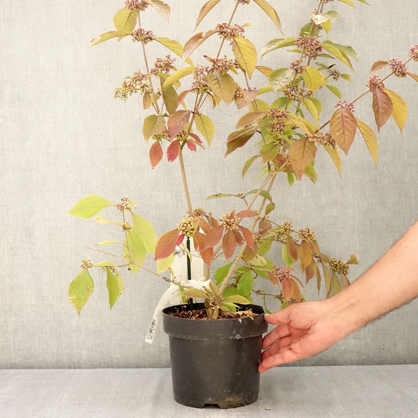 Callicarpa bodinieri Imperial Pearl 3L/4L pot sample as delivered in summer