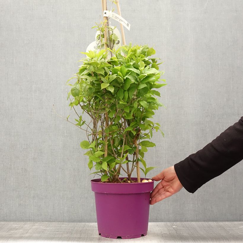 Callicarpa bodinieri Liebespaar 7.5L/10L pot sample as delivered in spring