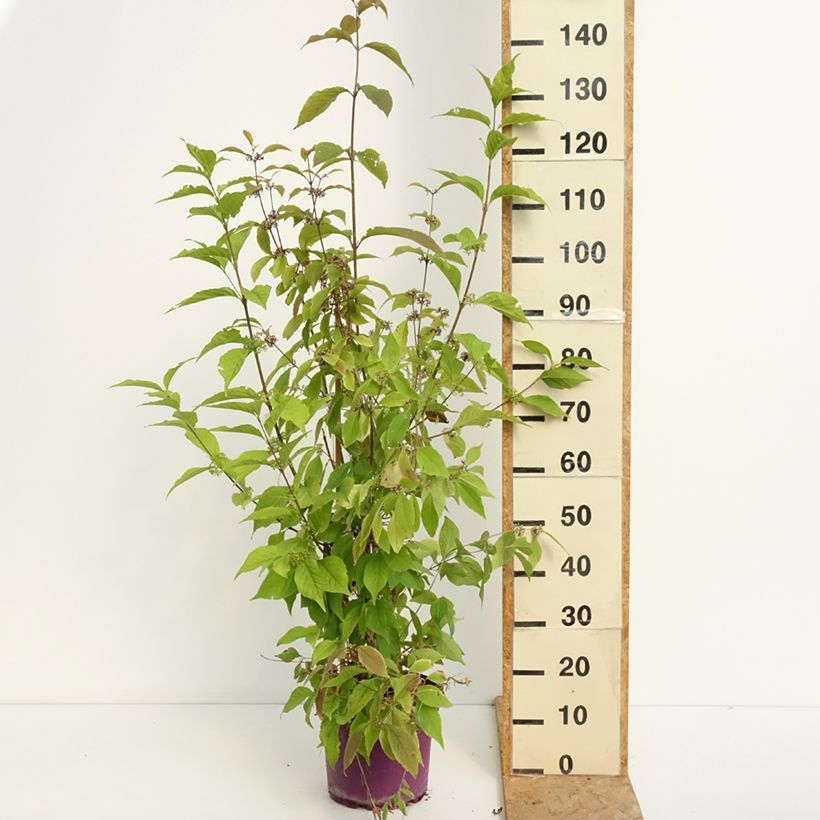 Callicarpa bodinieri Liebespaar 7.5L/10L pot sample as delivered in summer