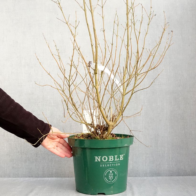 Callicarpa bodinieri Magical Snowqueen 7.5L/10L pot sample as delivered in winter