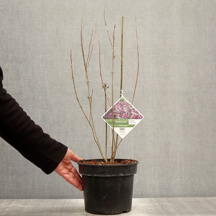 Callicarpa bodinieri Pearl Glam 3L/4L pot sample as delivered in spring