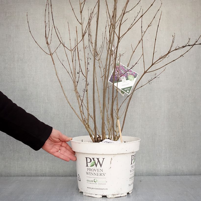 Callicarpa bodinieri Pearl Glam 7.5L/10L pot sample as delivered in winter