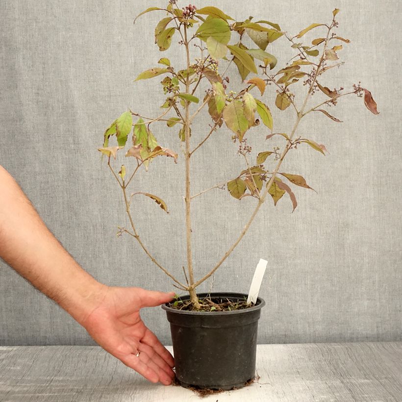 Callicarpa bodinieri var. giraldii Profusion 2L/3L pot sample as delivered in summer