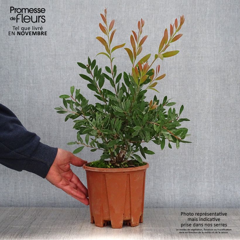 Callistemon citrinus Mauve Mist - Bottlebrush 3L/4L pot sample as delivered in autumn