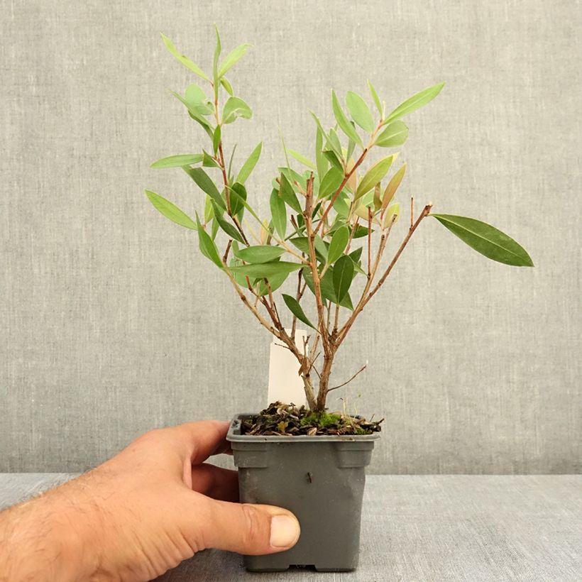 Callistemon citrinus Splendens - Bottlebrush 8/9 cm pot sample as delivered in summer