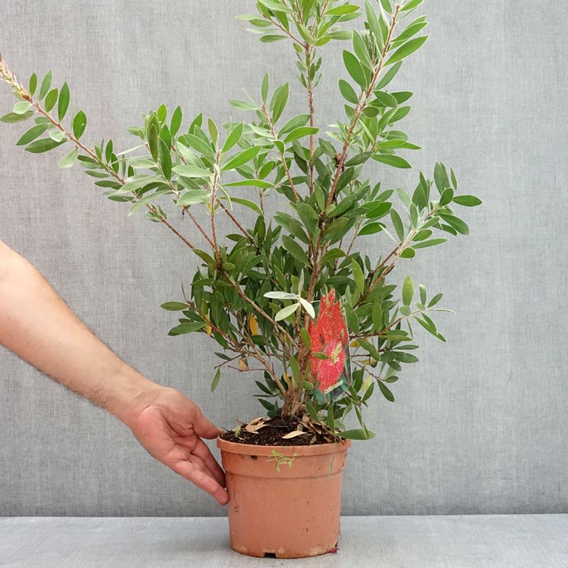 Callistemon citrinus Splendens - Bottlebrush 2L/3L pot sample as delivered in summer