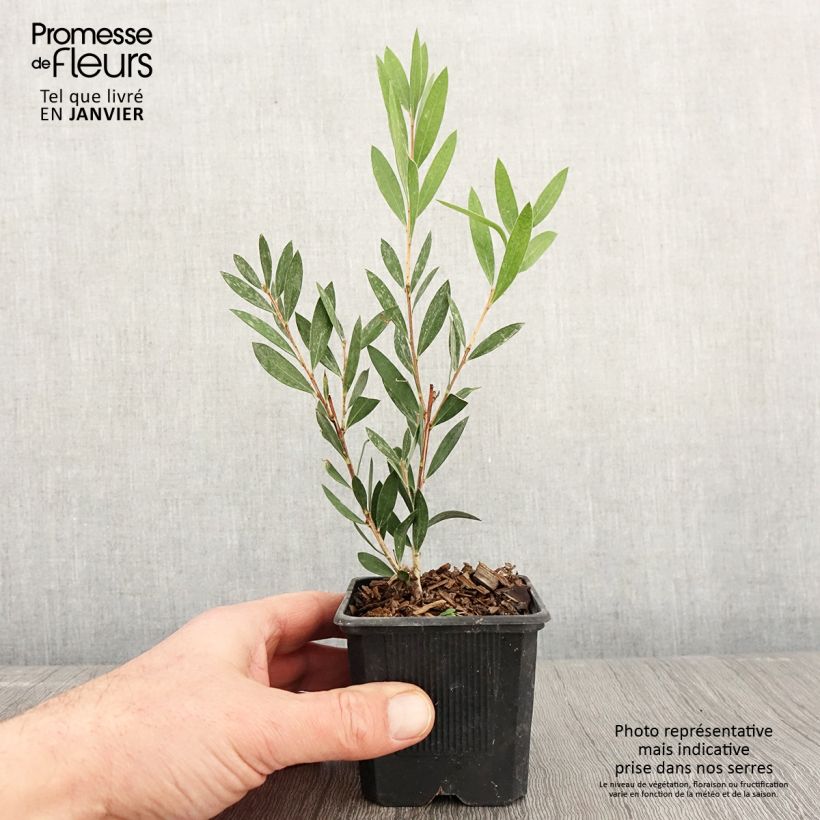 Callistemon viminalis Inferno - Bottlebrush 8/9 cm pot sample as delivered in winter