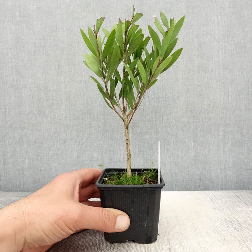 Callistemon viminalis Inferno - Bottlebrush 8/9 cm pot sample as delivered in spring