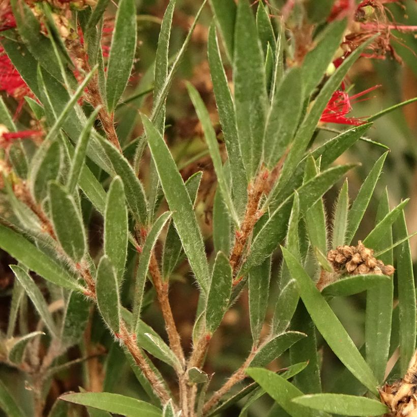 Callistemon masotti Mini Red - Bottlebrush (Foliage)