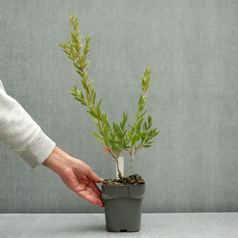 Callistemon Outback Fire - Bottle brush 2L/3L pot sample as delivered in autumn