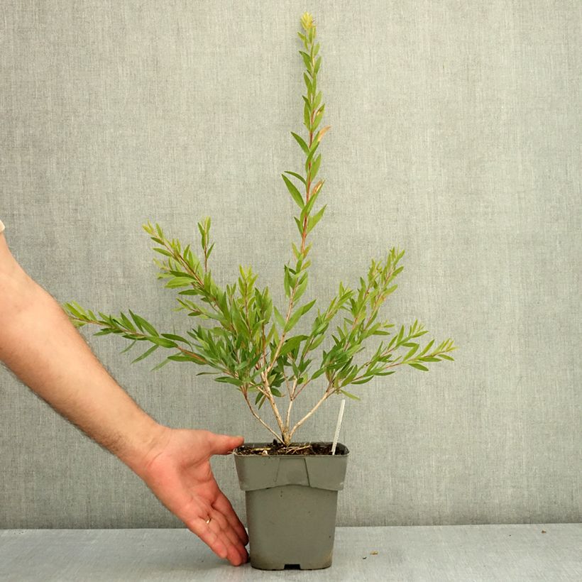 Callistemon Outback Fire - Bottle brush 2L/3L pot sample as delivered in summer