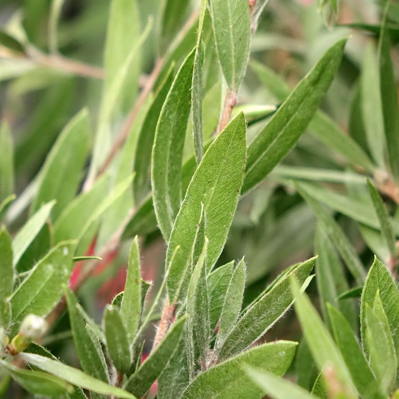 Callistemon Outback Fire - Bottle brush (Foliage)