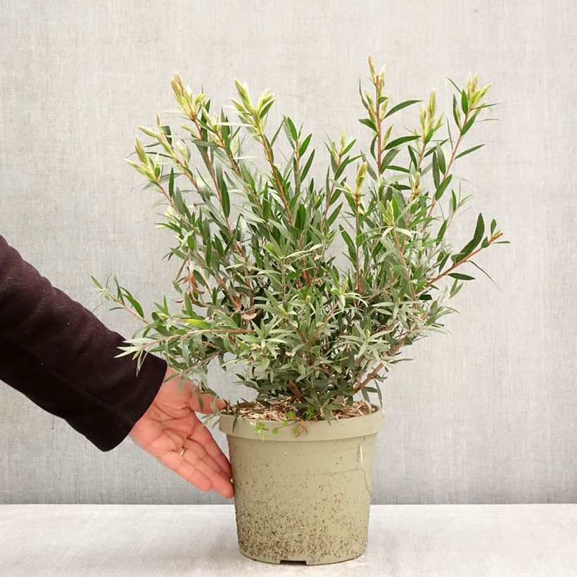 Callistemon Outback Fire - Bottle brush 3L/4L pot sample as delivered in spring