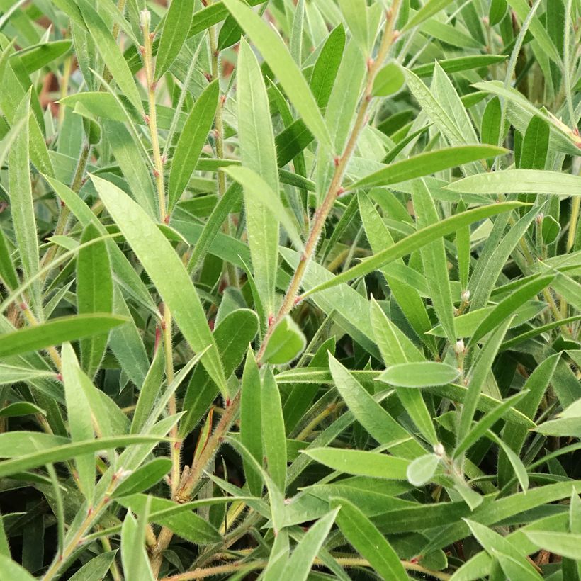 Callistemon viminalis Outback Flame® - Bottlebrush (Foliage)