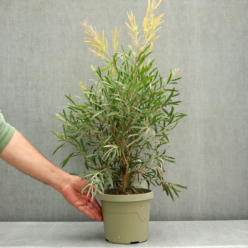 Callistemon viminalis Outback Flame® - Bottlebrush 3L/4L pot sample as delivered in spring
