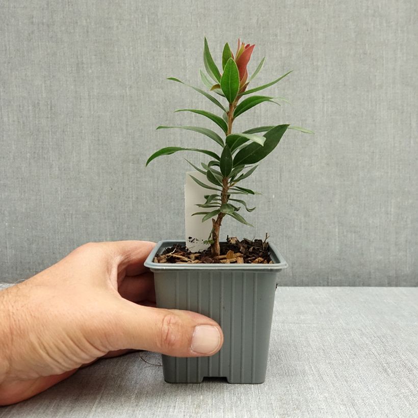 Callistemon citrinus Red Rocket - Bottlebrush 8/9 cm pot sample as delivered in summer