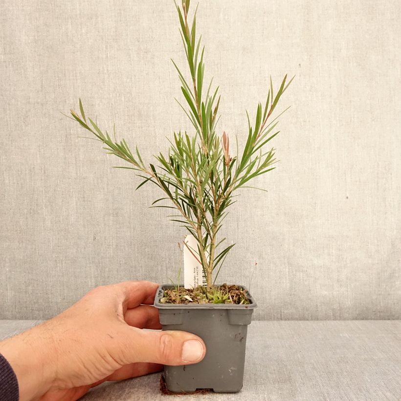 Callistemon rigidus - Bottlebrush 8/9 cm pot sample as delivered in spring