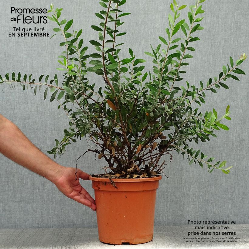 Callistemon viminalis Bright Pink - Bottlebrush 7.5L/10L pot sample as delivered in autumn