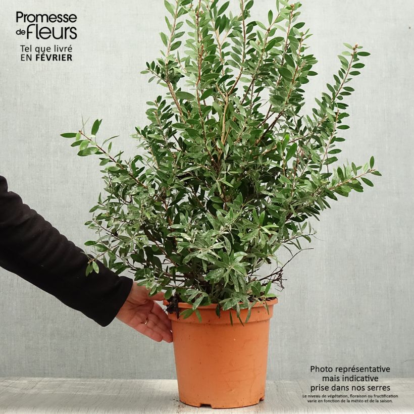 Callistemon viminalis Bright Pink - Bottlebrush 7.5L/10L pot sample as delivered in winter