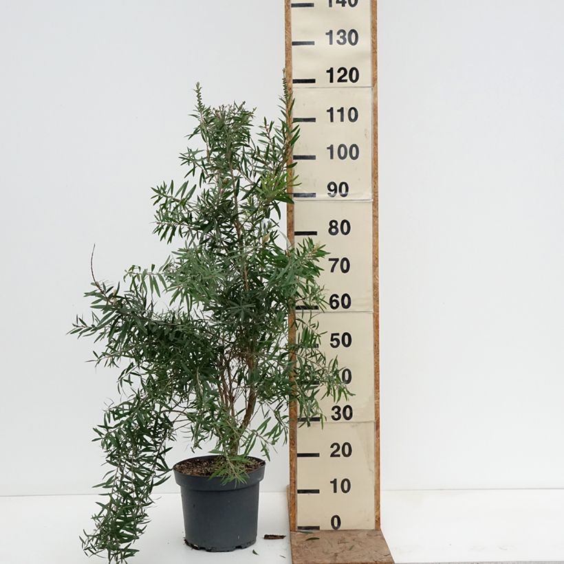 Callistemon viminalis 'Hannah Ray' - Rince-bouteille Hannah Ray 7.5L/10L pot sample as delivered in winter