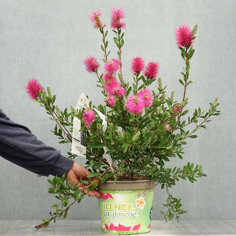 Callistemon viminalis Hot Pink - Bottlebrush 6L/7L pot sample as delivered in spring