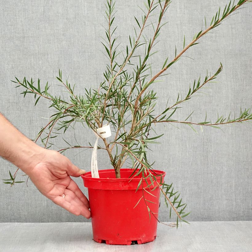 Callistemon Woodlanders Hardy 3L/4L pot sample as delivered in summer