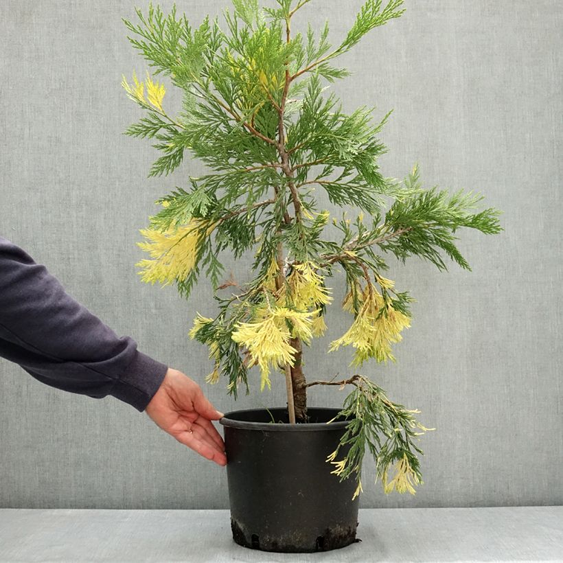 Calocedrus decurrens Aureovariegata - California incense cedar 7.5L/10L pot sample as delivered in summer