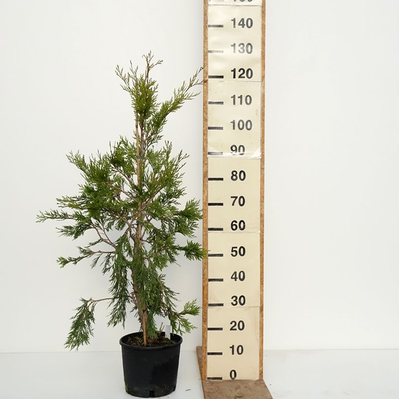 Calocedrus decurrens Aureovariegata - California incense cedar 7.5L/10L pot sample as delivered in winter