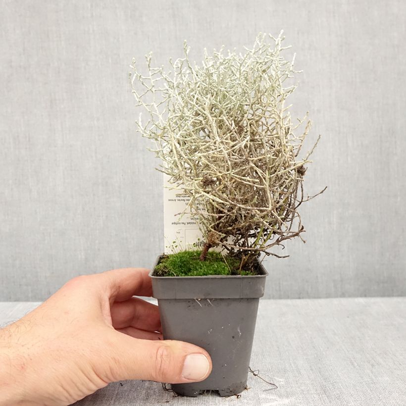 Leucophyta brownii  - Cushion Bush 8/9 cm pot sample as delivered in autumn