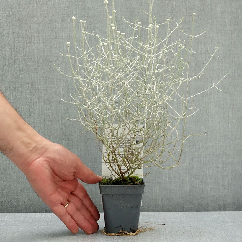 Leucophyta brownii  - Cushion Bush 8/9 cm pot sample as delivered in spring