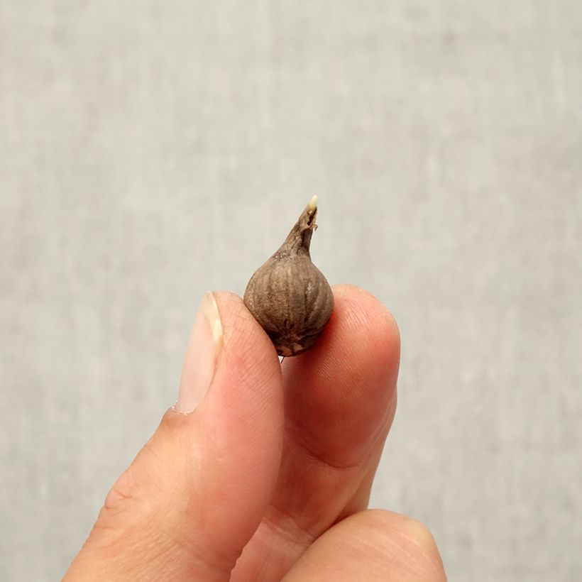 Calochortus lilacinus Cupido Bulb size 4+ sample as delivered in autumn