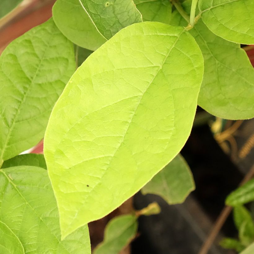 Calycanthus floridus Athens - Sweetshrub (Foliage)