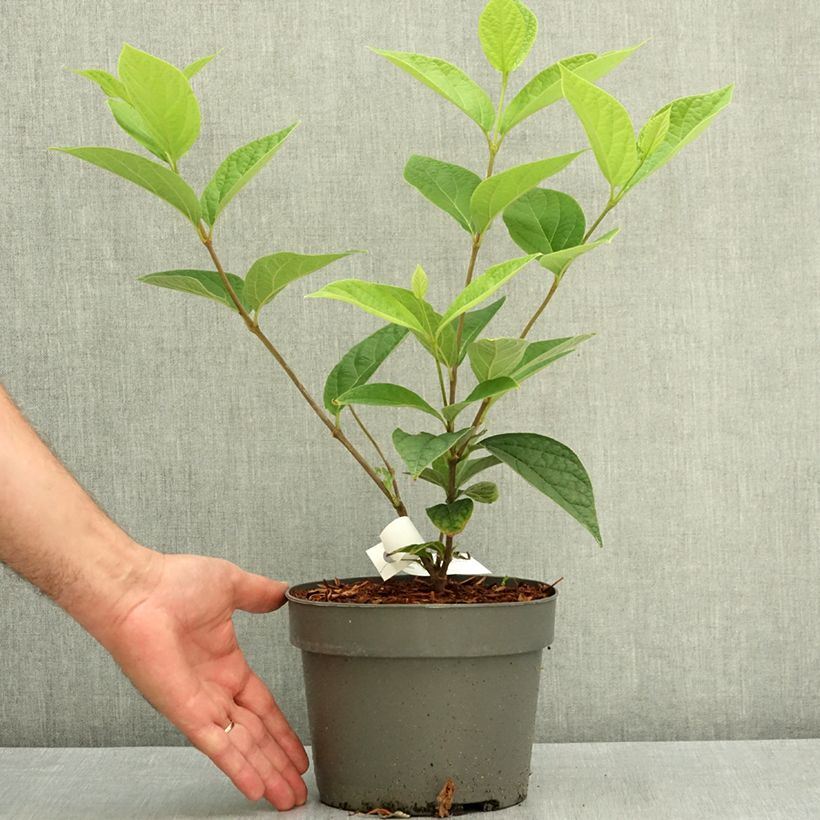 Calycanthus floridus Athens - Arbre aux anémones Pot de 3L/4L sample as delivered in summer