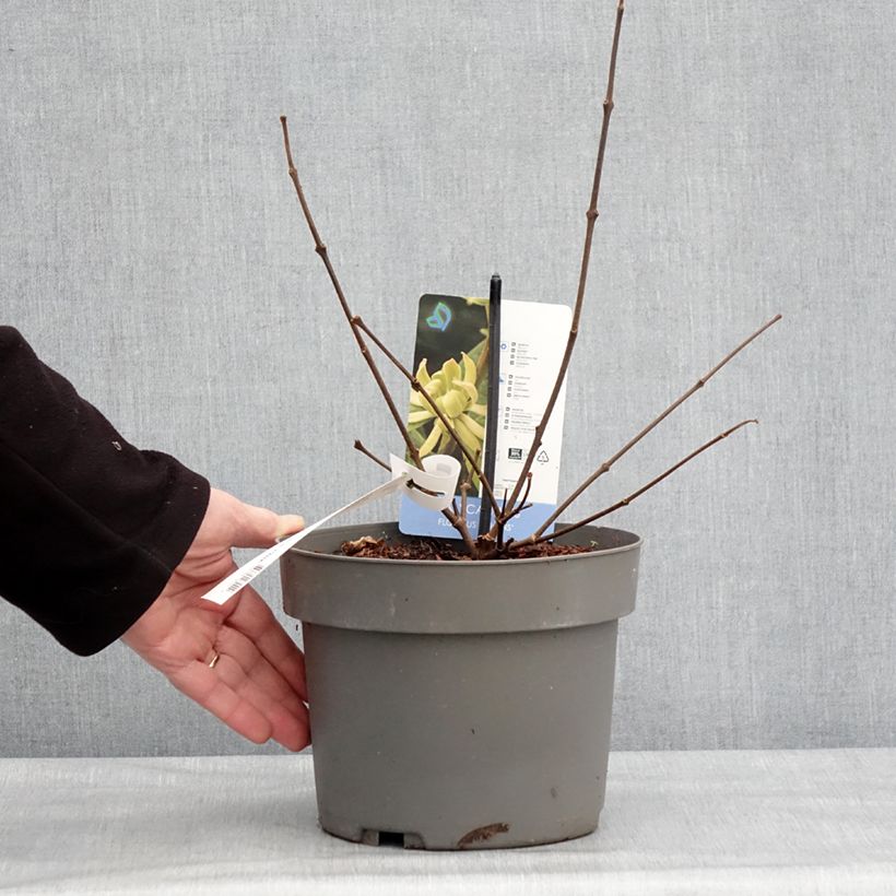 Calycanthus floridus Athens - Sweetshrub 3L/4L pot sample as delivered in winter