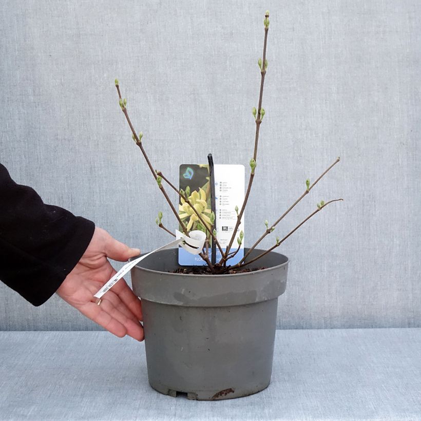 Calycanthus floridus Athens - Sweetshrub 3L/4L pot sample as delivered in spring