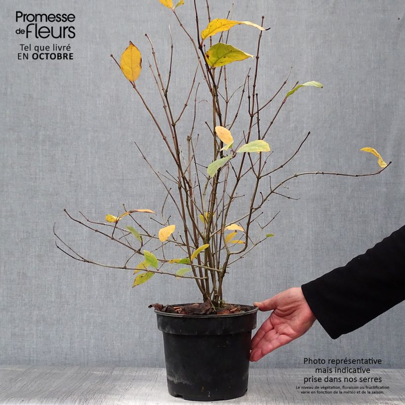 Calycanthus floridus - Sweetshrub 4L/5L pot sample as delivered in autumn