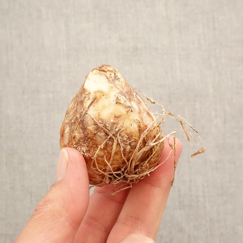 Camassia leichtlinii Aurora Bulb size 14+ sample as delivered in spring