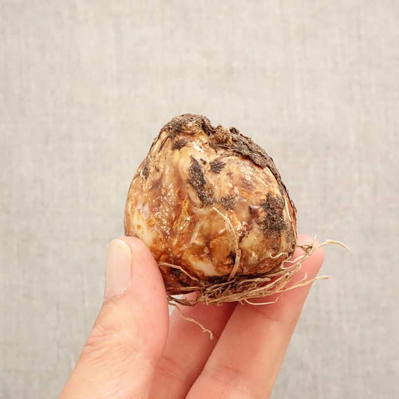 Camassia leichtlinii Alba Bulb size 14+ sample as delivered in spring