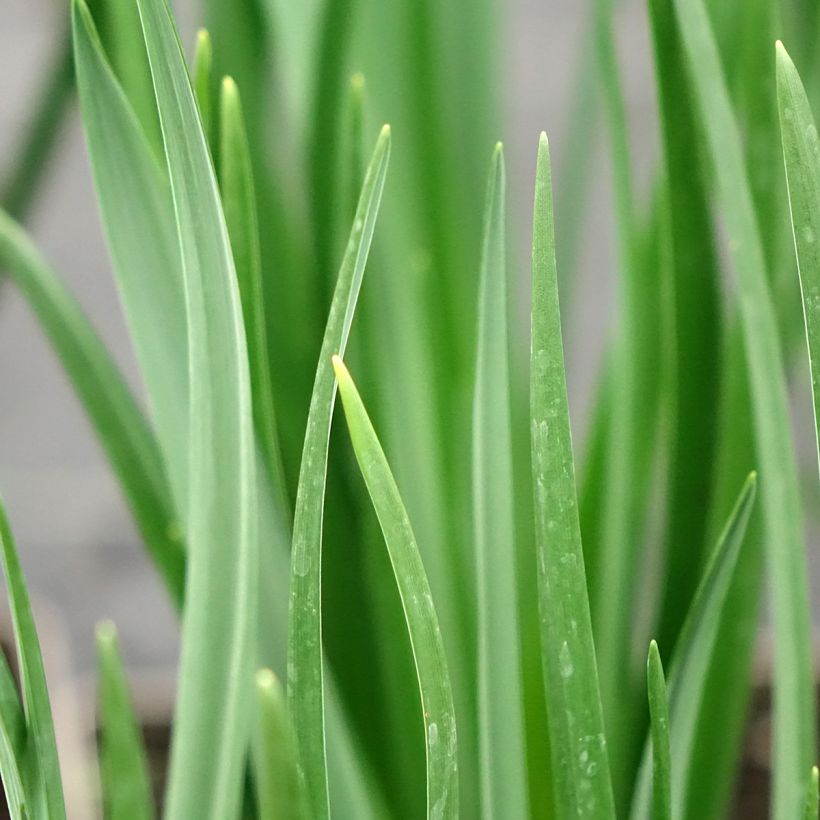 Camassia leichtlinii Alba (Foliage)