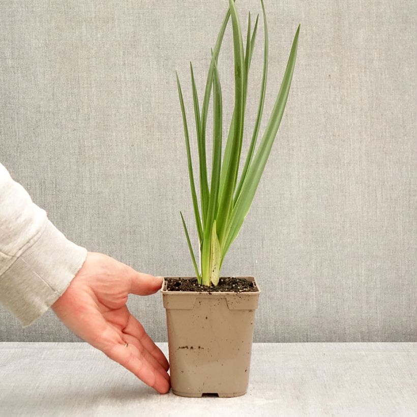 Camassia leichtlinii Alba 12cm pot size 14+ sample as delivered in spring