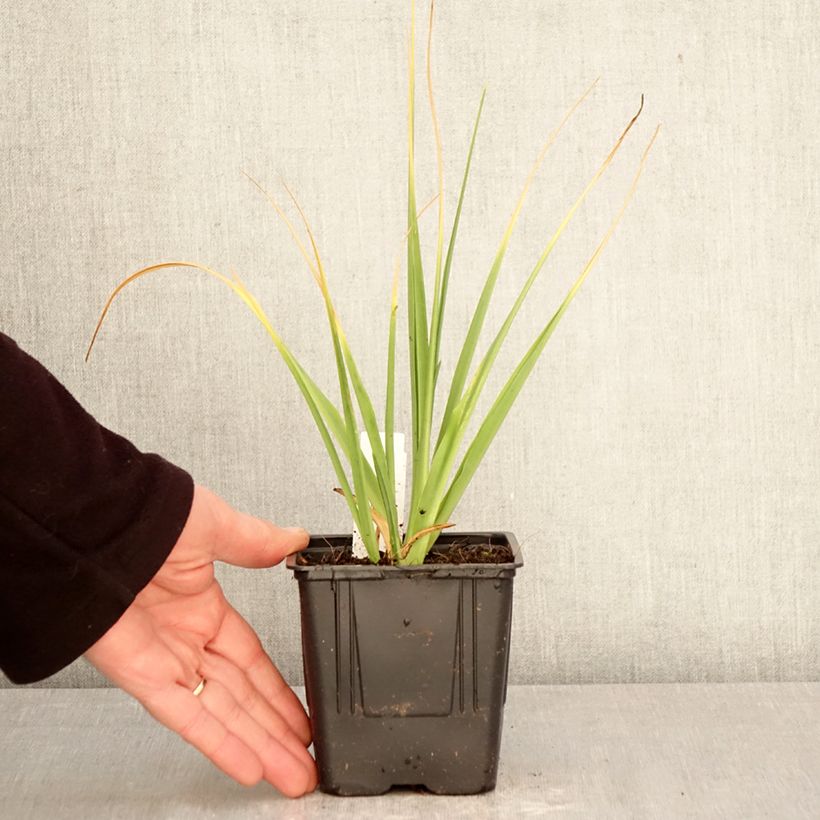 Camassia leichtlinii Alba 1L/1.5L pot size 14+ sample as delivered in spring