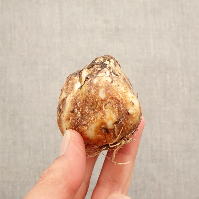 Camassia leichtlinii subsp. suksdorfii Caerulea Bulb size 14+ sample as delivered in spring