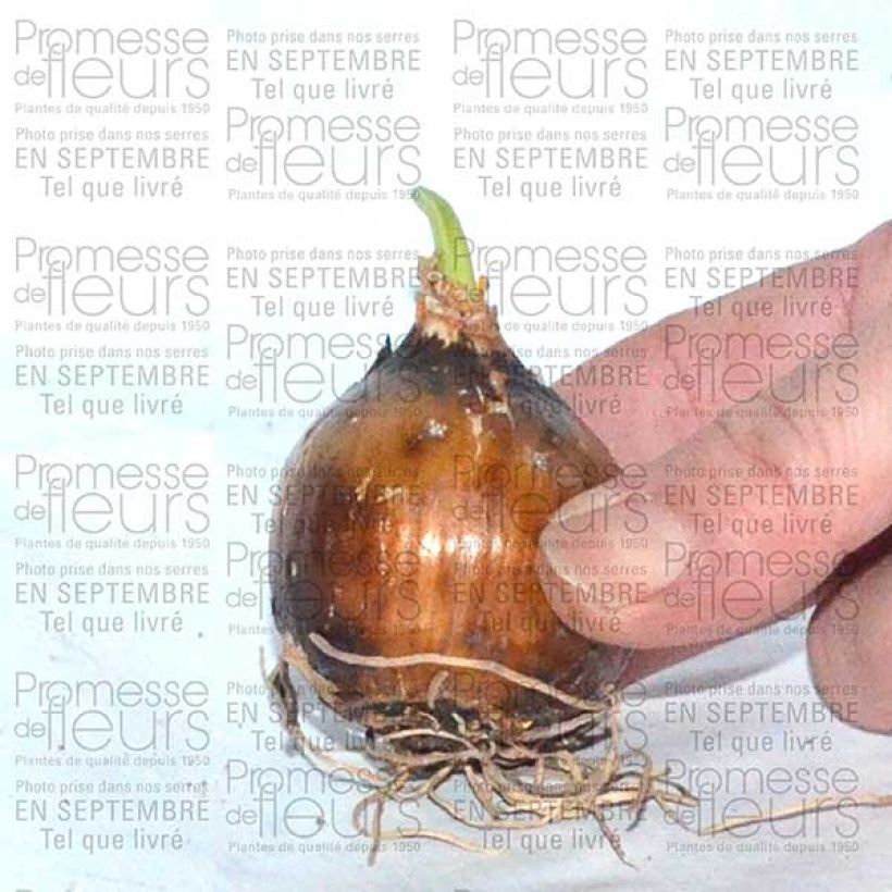 Example of Camassia leichtlinii Sacajawea Bulb size 14+ specimen as delivered