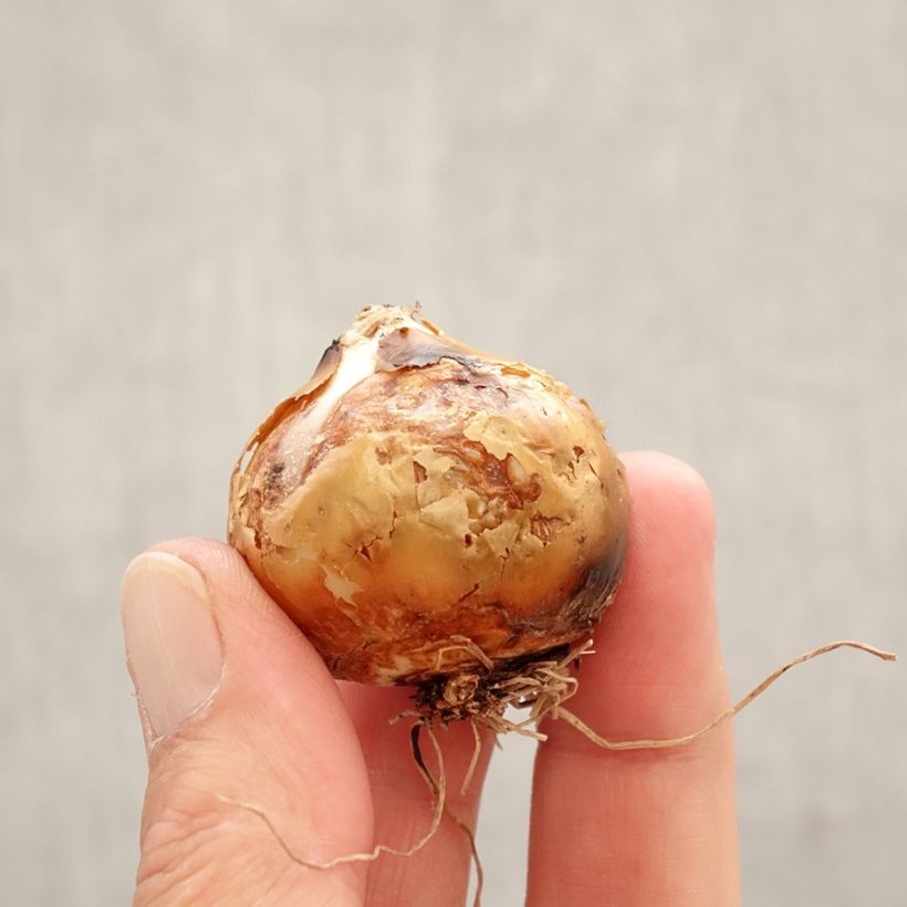Camassia leichtlinii Silk River Bulb size 12+ sample as delivered in spring