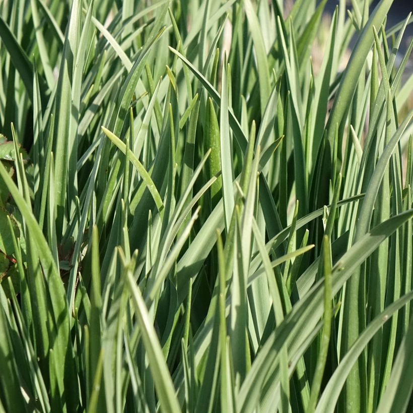 Camassia leichtlinii Silk River (Flowering)