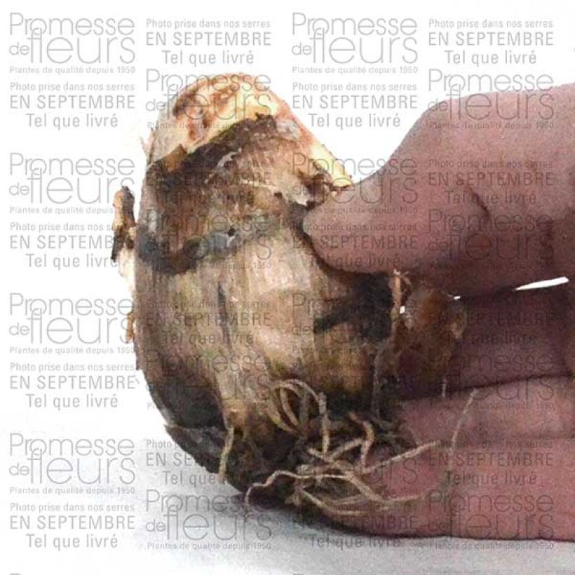 Example of Camassia cusickii Zwanenburg Bulb size 14/16 specimen as delivered