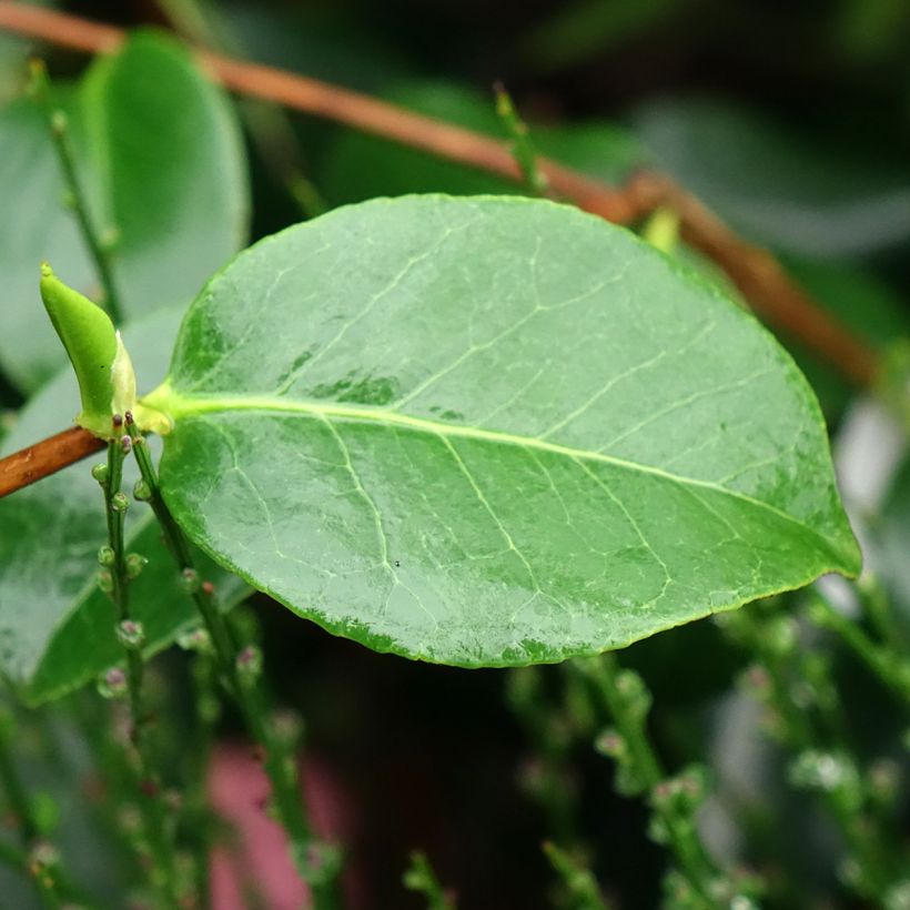 Camellia japonica Baby Sis Pink (Foliage)