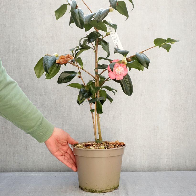 Camellia japonica Baby Sis Pink 4L/5L pot sample as delivered in winter