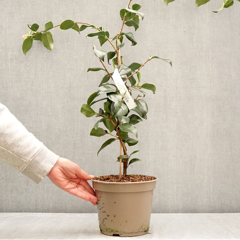 Camellia japonica Baby Sis Pink 4L/5L pot sample as delivered in spring