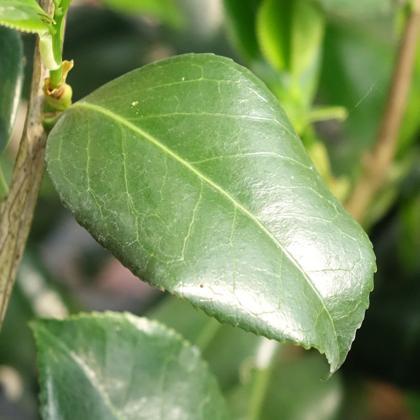 Camellia japonica Betty Foy Sanders (Foliage)